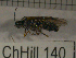  (Empria improba - 09Probe-10048)  @14 [ ] CreativeCommons - Attribution Non-Commercial Share-Alike (2010) Unspecified University of Guelph