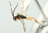  ( - 07PROBE-20241)  @13 [ ] CreativeCommons - Attribution (2010) CBG Photography Group Centre for Biodiversity Genomics