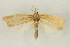  ( - CORBIDI AR-004209)  @11 [ ] Copyright (2010) CORBIDI Centro de Ornitologia y Biodiversidad