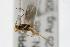  (Mesochorus sp. MAS BIN548 - 06-PROBE-3192)  @13 [ ] CreativeCommons - Attribution (2008) Unspecified Centre for Biodiversity Genomics