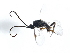  (Apanteles jft11 - 09BBHYM-572)  @12 [ ] CreativeCommons - Attribution (2009) Unspecified Centre for Biodiversity Genomics
