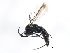  (Aporinellus yucatanensis - 09BBHYM-840)  @14 [ ] CreativeCommons - Attribution (2009) Unspecified Centre for Biodiversity Genomics