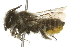  (Megachile onobrychidis - 09BBHYM-042)  @14 [ ] CreativeCommons - Attribution (2009) Unspecified Centre for Biodiversity Genomics