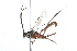  ( - 09BBHYM-133)  @14 [ ] CreativeCommons - Attribution (2009) Unspecified Centre for Biodiversity Genomics