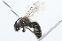  (Colletes inaequalis - 09BBHYM-307)  @14 [ ] CreativeCommons - Attribution (2009) Unspecified Centre for Biodiversity Genomics