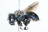  (Osmia brevis - 09BBHYM-311)  @14 [ ] CreativeCommons - Attribution (2009) Unspecified Centre for Biodiversity Genomics