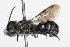  (Heriades variolosus - 09BBHYM-330)  @14 [ ] CreativeCommons - Attribution (2009) Unspecified Centre for Biodiversity Genomics