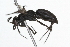 (Pompilus phoenix - 09BBHYM-352)  @12 [ ] CreativeCommons - Attribution (2009) Unspecified Centre for Biodiversity Genomics