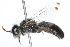  ( - 09BBHYM-360)  @13 [ ] CreativeCommons - Attribution (2009) Unspecified Centre for Biodiversity Genomics