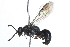  ( - 09BBHYM-382)  @13 [ ] CreativeCommons - Attribution (2009) Unspecified Centre for Biodiversity Genomics