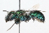  (Osmia gaudiosa - 09BBHYM-401)  @15 [ ] CreativeCommons - Attribution (2009) Unspecified Centre for Biodiversity Genomics