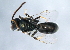  ( - 09BBHYM-1068)  @14 [ ] CreativeCommons - Attribution (2010) Unspecified Centre for Biodiversity Genomics
