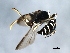  ( - 09BBHYM-1074)  @12 [ ] CreativeCommons - Attribution (2010) Unspecified Centre for Biodiversity Genomics