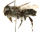  (Megachile pankus - 09BBHYM-1166)  @14 [ ] CreativeCommons - Attribution (2010) Unspecified Centre for Biodiversity Genomics