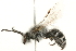  (Colletes salicicola - 09BBHYM-1172)  @14 [ ] CreativeCommons - Attribution (2010) Unspecified Centre for Biodiversity Genomics