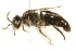  ( - 09BBHYM-1179)  @14 [ ] CreativeCommons - Attribution (2010) Unspecified Centre for Biodiversity Genomics