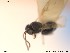  (Synergus tibialis - CYNNI260)  @13 [ ] CreativeCommons - Attribution Non-Commercial Share-Alike (2014) Arnstein Staverlokk Norwegian Institute of Nature Research