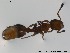  ( - HYMNI32)  @13 [ ] CreativeCommons - Attribution Non-Commercial Share-Alike (2012) NTNU Museum of Natural History and Archaeology NTNU Museum of Natural History and Archaeology