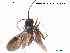  ( - HYMNI03)  @14 [ ] CreativeCommons - Attribution Non-Commercial Share-Alike (2012) NTNU Museum of Natural History and Archaeology NTNU Museum of Natural History and Archaeology