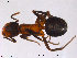  (Formica fennica - HYMNI11)  @14 [ ] CreativeCommons - Attribution Non-Commercial Share-Alike (2012) NTNU Museum of Natural History and Archaeology NTNU Museum of Natural History and Archaeology