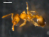  (Temnothorax - HYMNO-0001)  @15 [ ] CreativeCommons - Attribution (2010) Unspecified Centre for Biodiversity Genomics