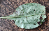  ( - NK848)  @11 [ ] Copyright (2045) Kirichenko Natalia Sukachev Institute of Forest SB RAS