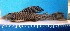  (Hypostomus jaguar - HypBA7439)  @11 [ ] CreativeCommons - Attribution Share-Alike (2015) Unspecified Southwest Bahia State University