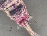  ( - 0051.1)  @11 [ ] Creative Commons BY NC SA (2022) University of Bergen Natural History Collections