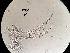  ( - 0051.1)  @11 [ ] Creative Commons BY NC SA (2022) University of Bergen Natural History Collections