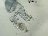  ( - 0069.1)  @11 [ ] Creative Commons BY NC SA (2022) University of Bergen Natural History Collections