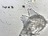  ( - 0069.1)  @11 [ ] Creative Commons BY NC SA (2022) University of Bergen Natural History Collections