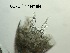  (Dactylopusia vulgaris - 0075.1)  @11 [ ] Creative Commons BY NC SA (2022) University of Bergen Natural History Collections