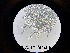  ( - 0075.1)  @11 [ ] Creative Commons BY NC SA (2022) University of Bergen Natural History Collections