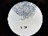  ( - 0188.1)  @11 [ ] Creative Commons BY NC SA (2022) University of Bergen Natural History Collections