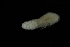  ( - 0188.1)  @11 [ ] Creative Commons BY NC SA (2022) University of Bergen Natural History Collections