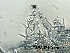  ( - 0188.1)  @11 [ ] Creative Commons BY NC SA (2022) University of Bergen Natural History Collections