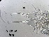  ( - 0188.1)  @11 [ ] Creative Commons BY NC SA (2022) University of Bergen Natural History Collections