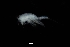  ( - 0253.1)  @11 [ ] Creative Commons BY NC SA (2022) University of Bergen Natural History Collections