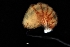  ( - 0269.1)  @11 [ ] Creative Commons BY NC SA (2022) University of Bergen Natural History Collections