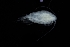  ( - 0275.1)  @11 [ ] Creative Commons BY NC SA (2022) University of Bergen Natural History Collections