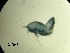  ( - 0296.1)  @11 [ ] Creative Commons BY NC SA (2022) University of Bergen Natural History Collections