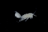  ( - 0537.1)  @11 [ ] Creative Commons BY NC SA (2022) University of Bergen Natural History Collections