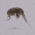  ( - 0539.1)  @11 [ ] Creative Commons BY NC SA (2022) University of Bergen Natural History Collections