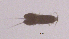  (Sarsamphiascus cf. parvus - 0561.1)  @11 [ ] Creative Commons BY NC SA (2022) University of Bergen Natural History Collections