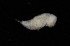  ( - 0762.1)  @11 [ ] Creative Commons BY NC SA (2021) University of Bergen Natural History Collections
