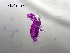  ( - 0762.1)  @11 [ ] Creative Commons BY NC SA (2022) University of Bergen Natural History Collections