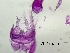  ( - 0762.1)  @11 [ ] Creative Commons BY NC SA (2022) University of Bergen Natural History Collections