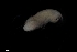  ( - 0767.1)  @11 [ ] Creative Commons BY NC SA (2021) University of Bergen Natural History Collections