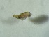  ( - 0768.1)  @11 [ ] Creative Commons BY NC SA (2021) University of Bergen Natural History Collections