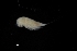  ( - 0786.1)  @11 [ ] Creative Commons BY NC SA (2021) University of Bergen Natural History Collections